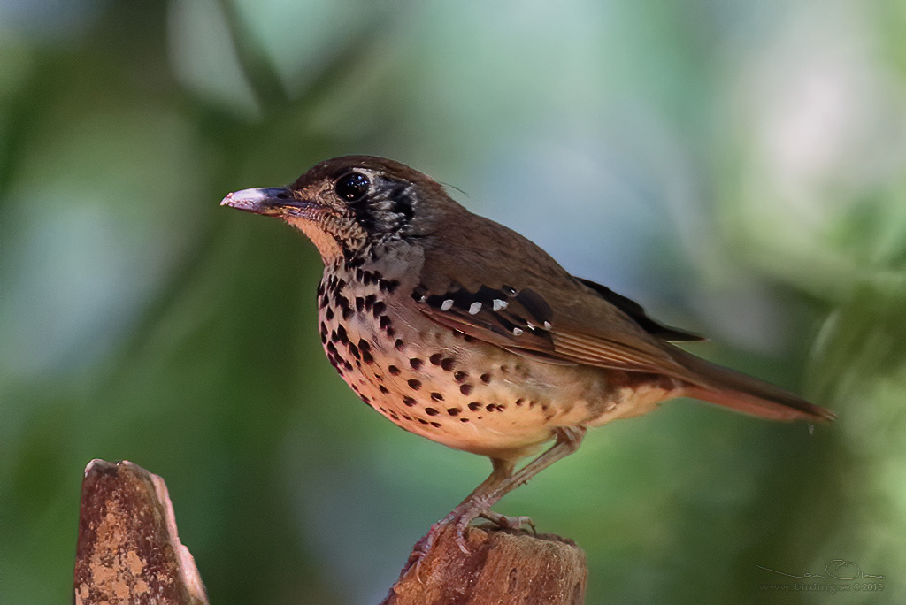 SPOT-WINGED THRUSH (Geokichla spiloptera) - Stäng / close